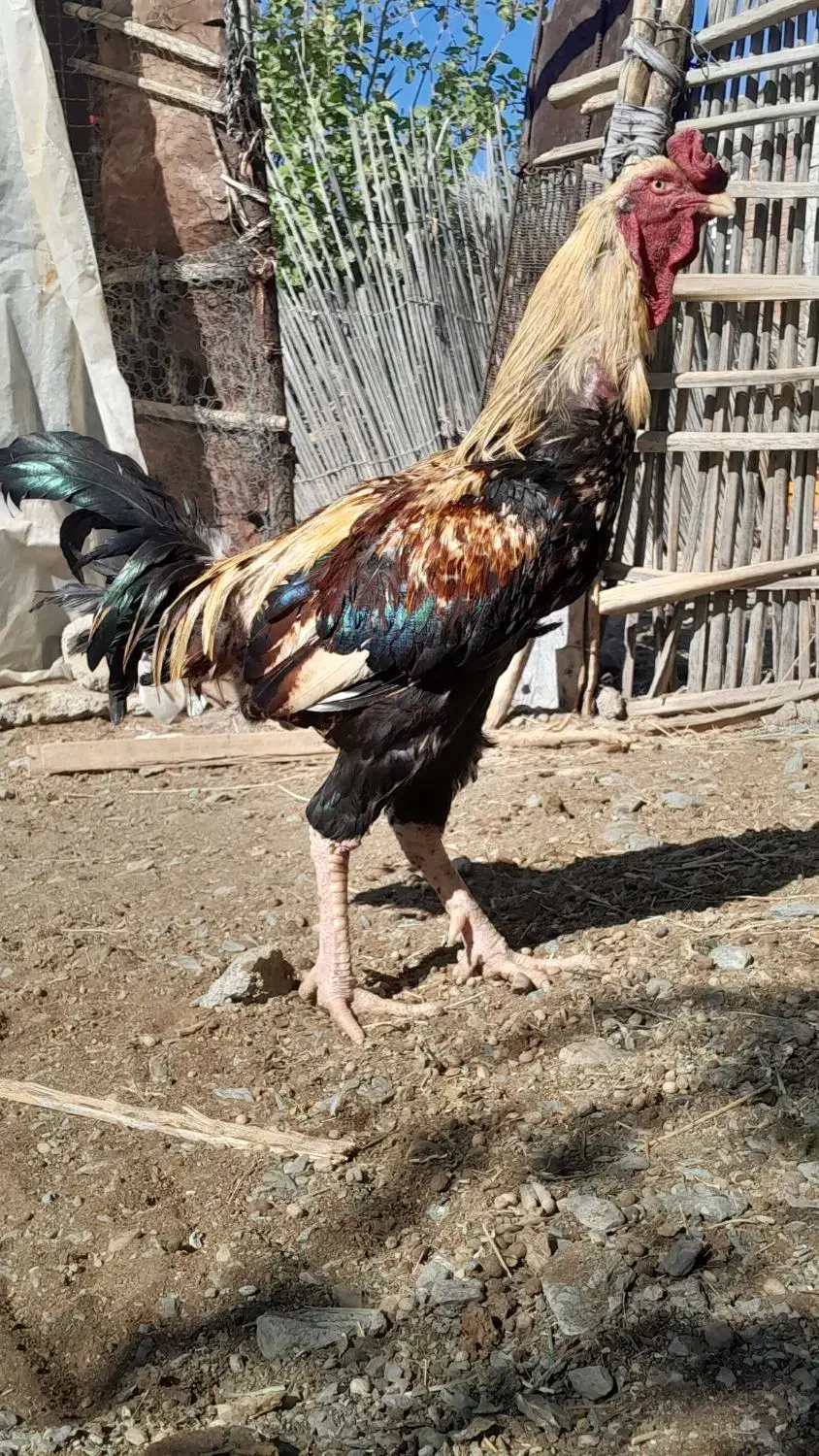 خروس افغان|حیوانات مزرعه|کهنوج, |دیوار