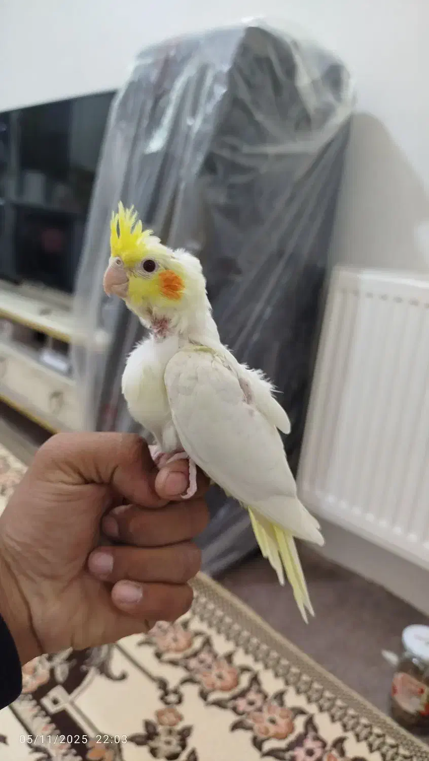 جوجه عروس هلندی|پرنده|پاکدشت, پاکدشت (مامازند)|دیوار