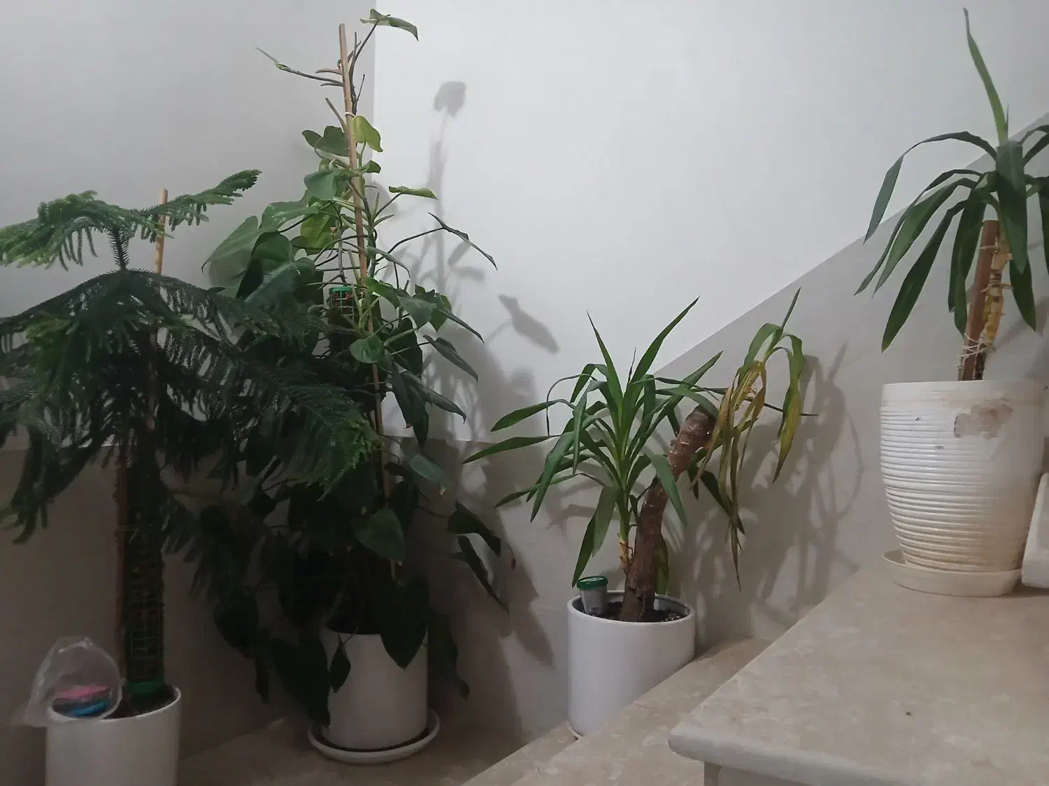 گل آپارتمانی 4 عدد|گل و گیاه طبیعی|سبزوار, امیر کبیر|دیوار