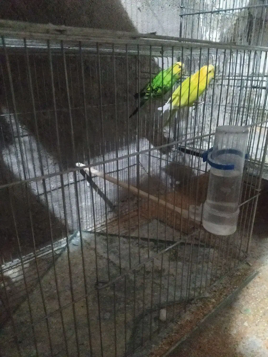 مرغ عشق های مولد تخم دار|پرنده|خرمدره, |دیوار