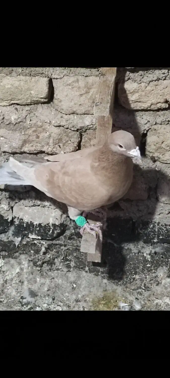 پلاکی|پرنده|شیراز, کوشک میدان|دیوار