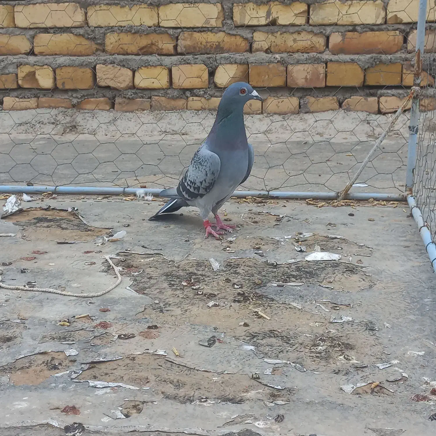 دوتا کبوتر پلاکی ماده|پرنده|اسفرورین, |دیوار