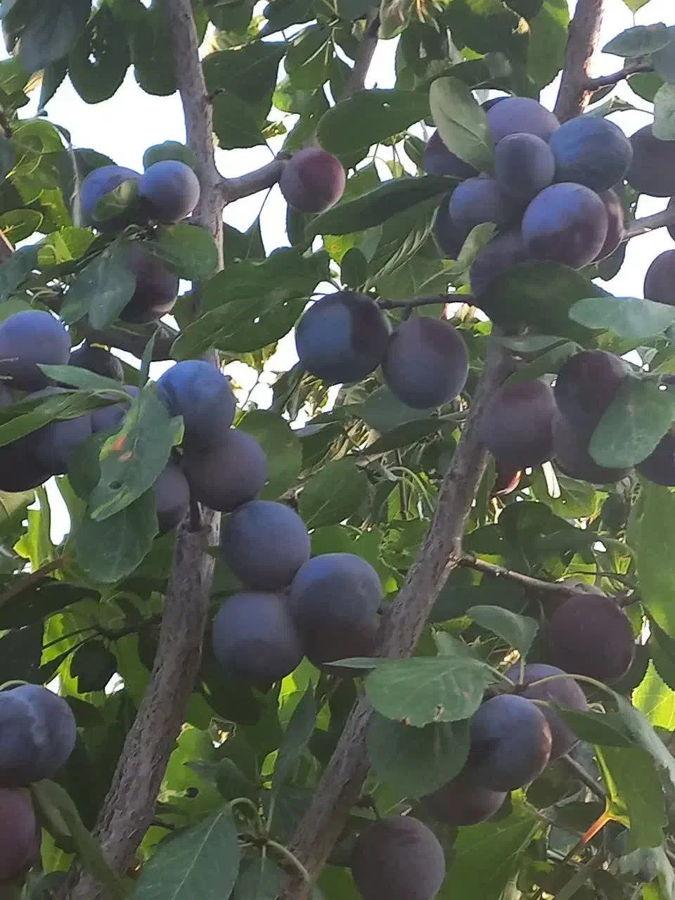باغ میوه|فروش زمین و ملک کلنگی|قم, آزادگان|دیوار