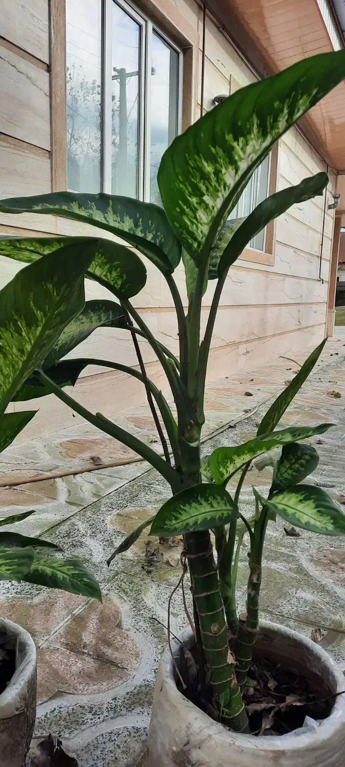 فروش گل دیفن باخیا|گل و گیاه طبیعی|خشکبیجار, |دیوار