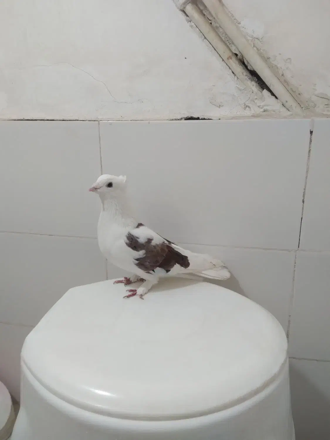 کفتر صید ۶عددنر قلدور|پرنده|مشهد, شهید قربانی|دیوار