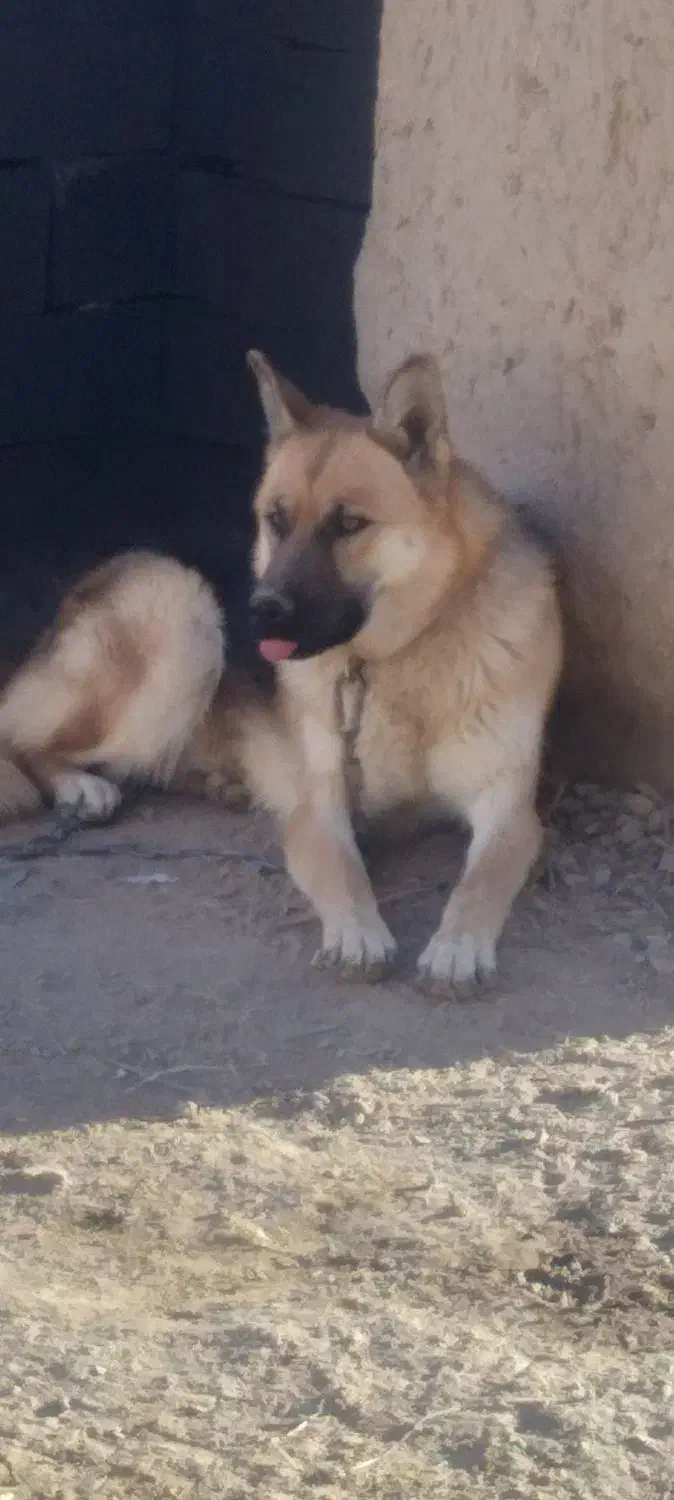 سگ ژرمن اصیل شناسنامه دار|سگ|شیروان (خراسان), |دیوار