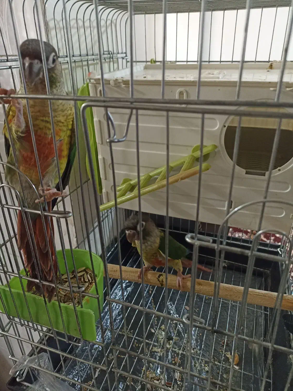 طوطی گرینچیک دستی سخنگو|پرنده|فردیس, فرامرزیه|دیوار