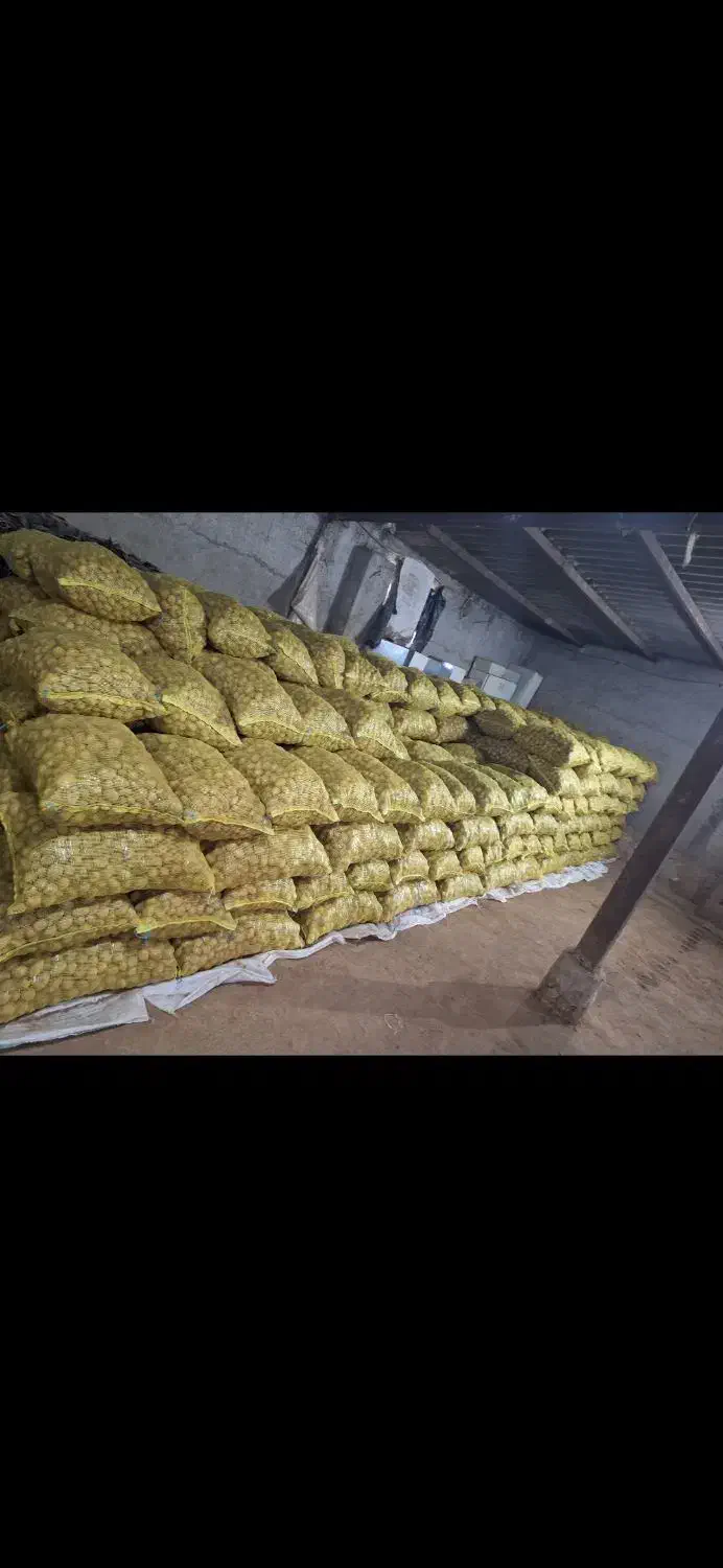 فروش بذرسیب زمینی|گل و گیاه طبیعی|اردبیل, |دیوار