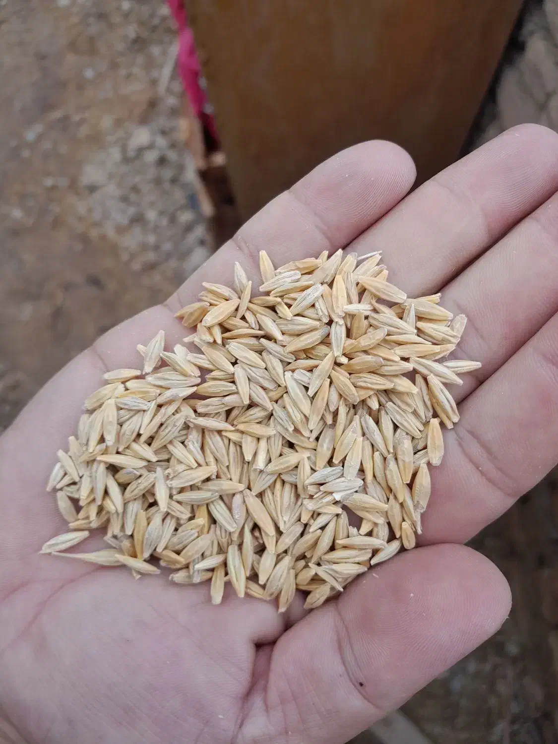 جو بهاره|عمده‌فروشی|قوچان, |دیوار