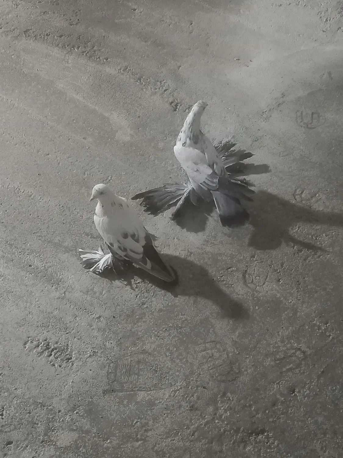 گوگوریخ ارکح قیمت ۱ میلیون|پرنده|باسمنج, |دیوار