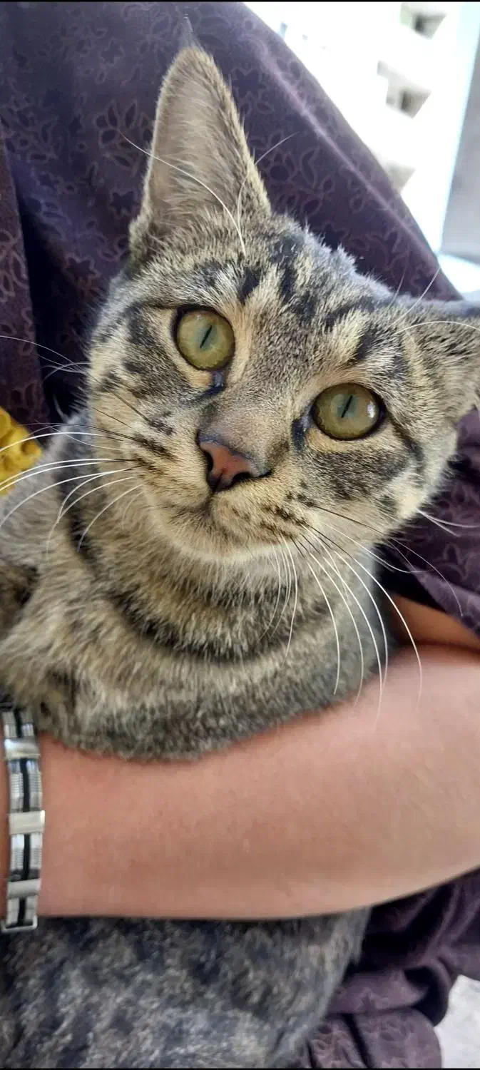 گربه نژاد دی اس اچ|گربه|محلات, |دیوار