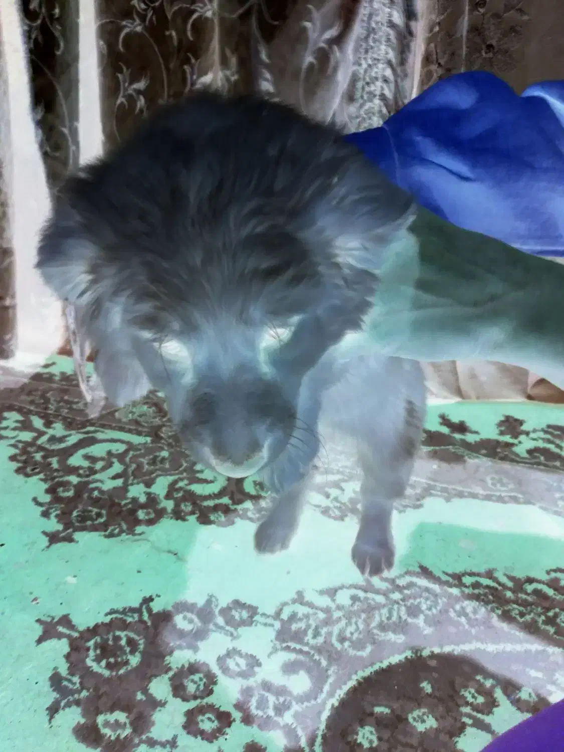 ۴ عدد توله پا کوتاه اش اشپیدس|سگ|مشهد, عبادی|دیوار