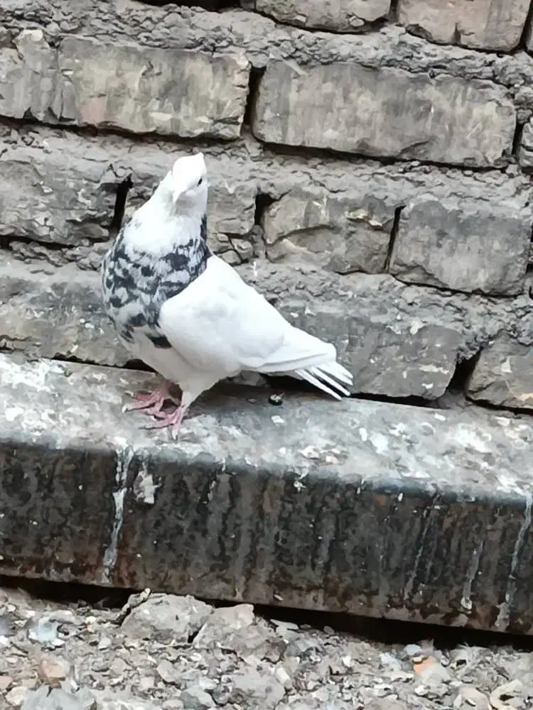 کفتر نر طوقی هتفرنگ|پرنده|اصفهان, شهرک صنعتی امیرکبیر (شاپور جدید)|دیوار