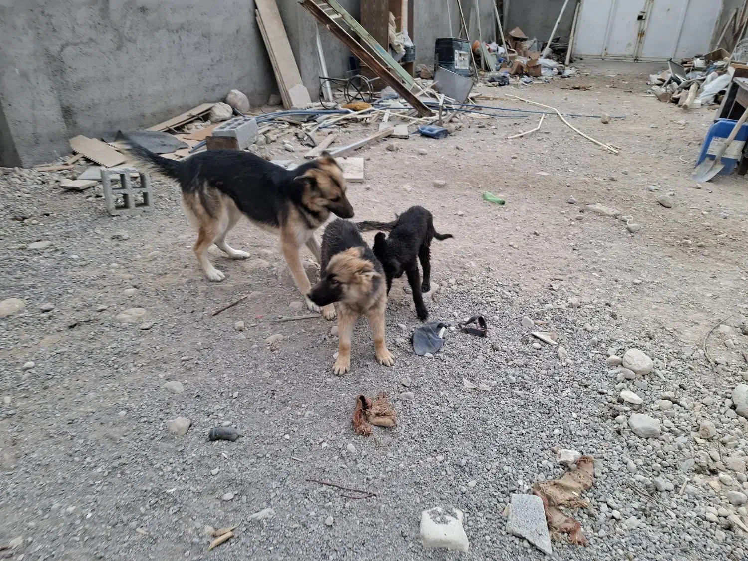 سگ ژرمن ماده شکم طلا|سگ|آذرشهر, |دیوار