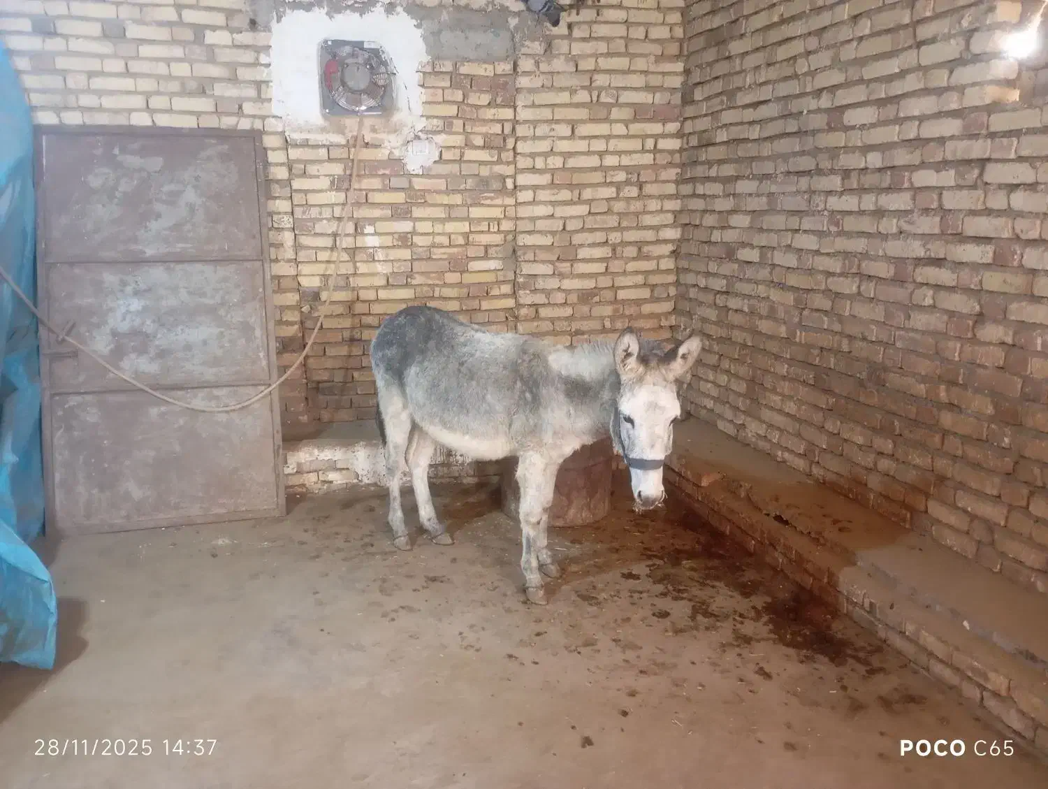 هنر خوب باری جوان|حیوانات مزرعه|کلیائی, |دیوار