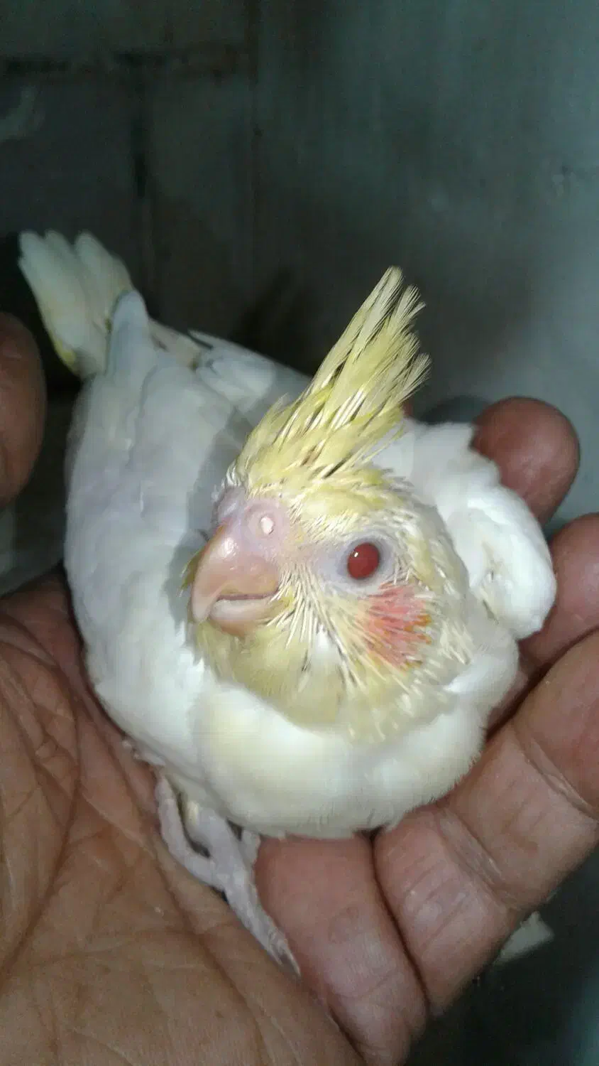 جوجه لبتنو سرلاکی|پرنده|بندر امام خمینی, |دیوار