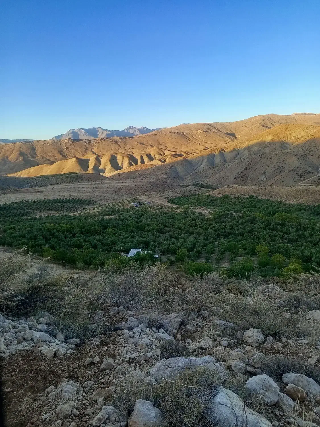 اجاره زمین جهت کشت صیفی جات|اجارهٔ کوتاه‌مدت ویلا و باغ|کازرون, |دیوار