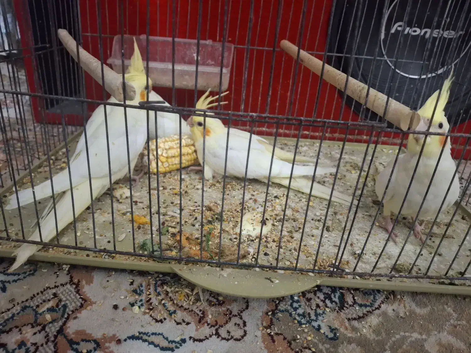 عروس هلندی با جوجه|پرنده|بندرعباس, |دیوار