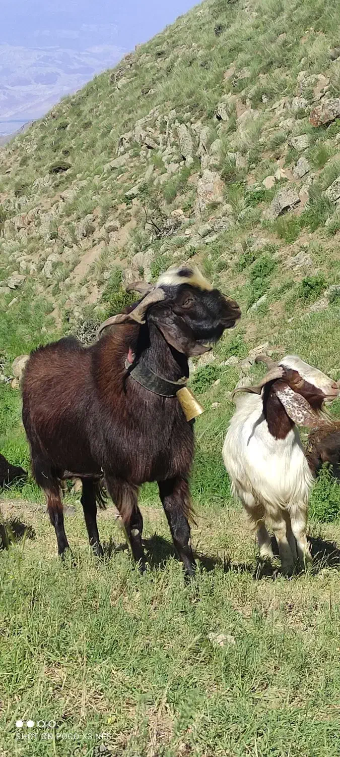 بزن نر س ساله|حیوانات مزرعه|طارم, |دیوار