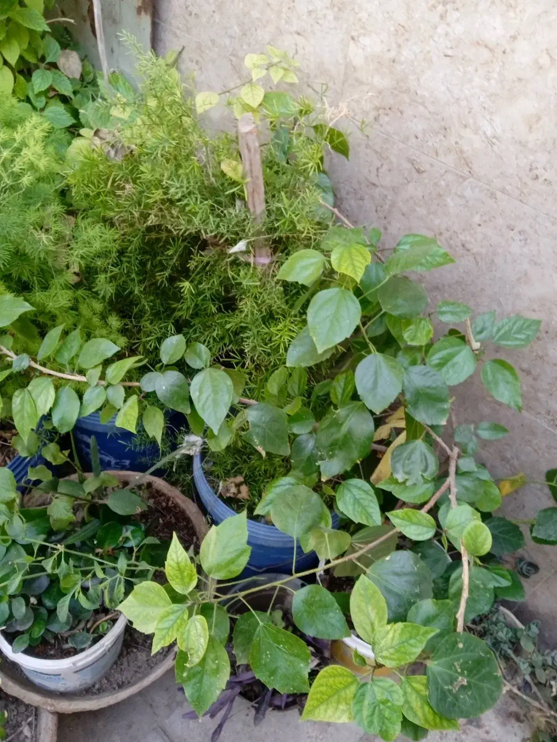 کل گیاه و درخت هفت رنگ شبدی|گل و گیاه طبیعی|شیراز, رازی|دیوار