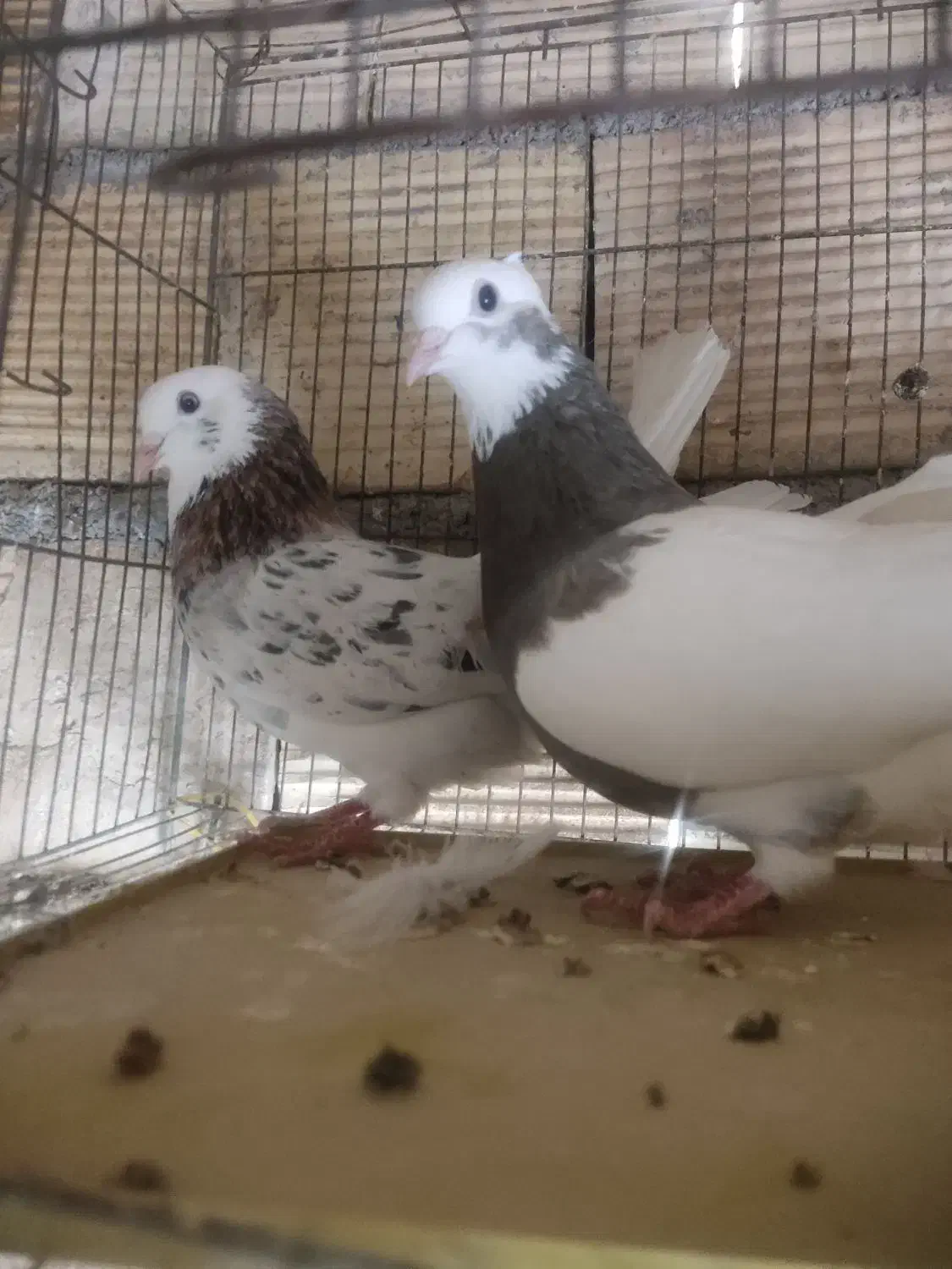 کبوتر|پرنده|داران, |دیوار