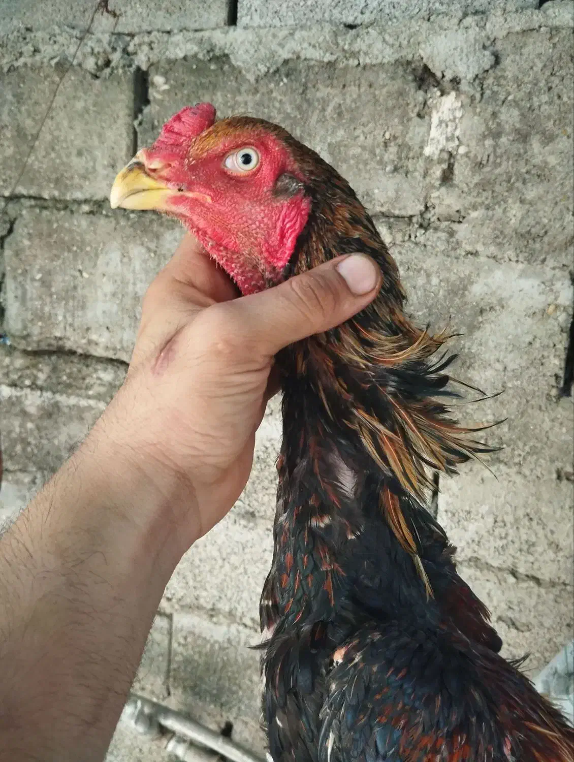 خروس و مرغ اوشامو|حیوانات مزرعه|مینودشت, |دیوار