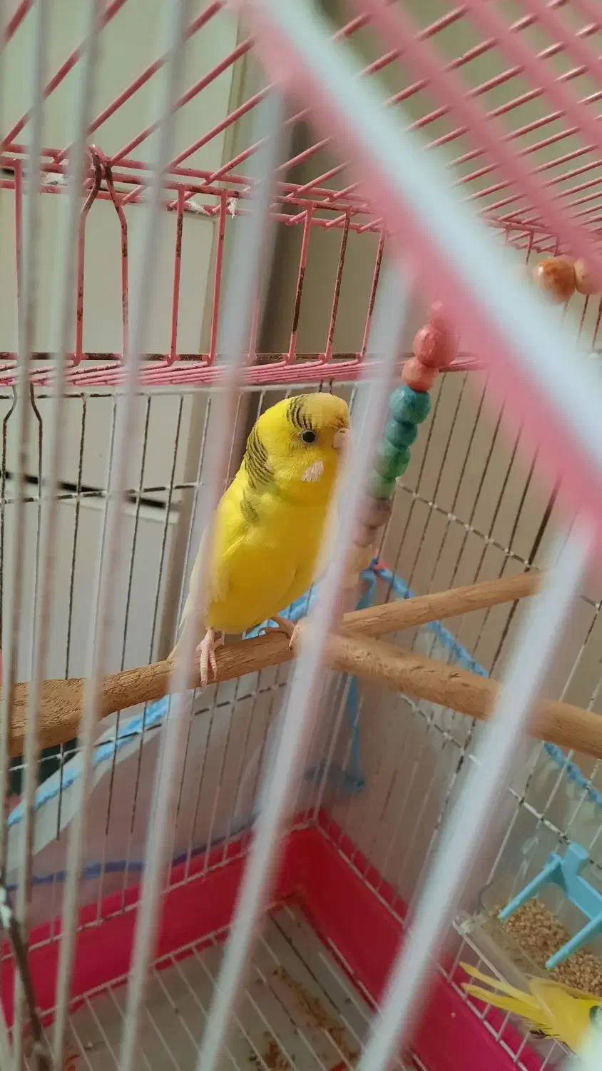 مرغ عشق رام و زیبا|پرنده|رشت, گلزاران|دیوار