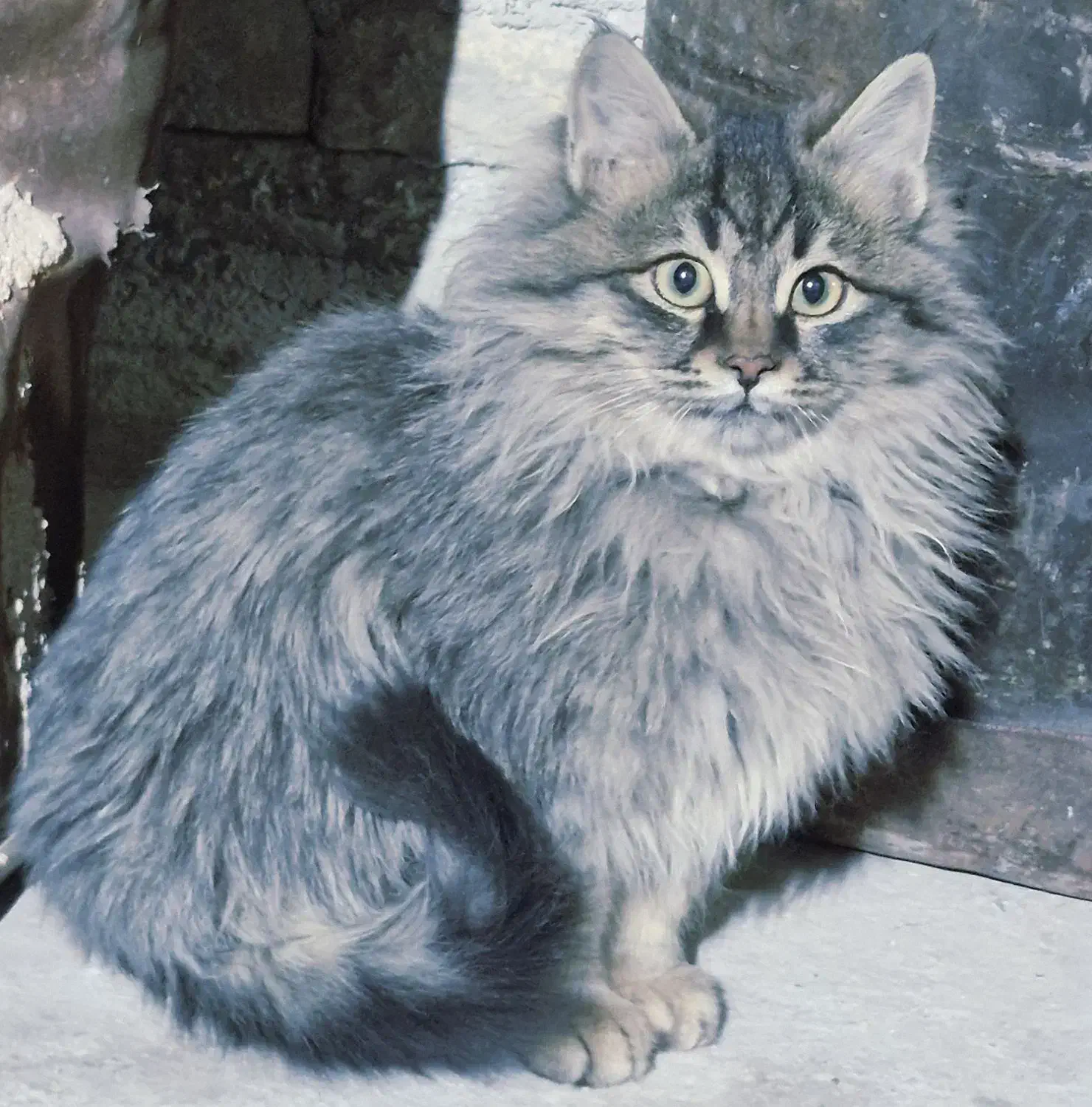 گربه خانگی به فروش میرسد|گربه|خرانق, |دیوار