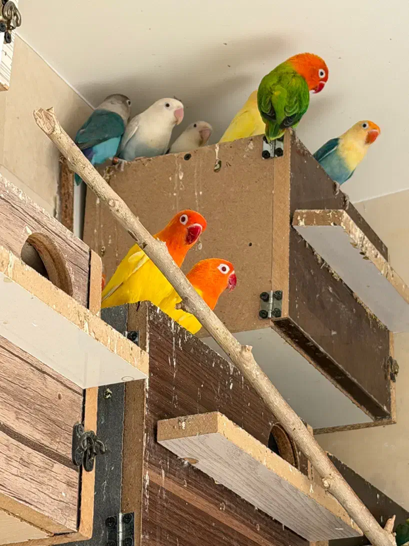 طوطی برزیلی مولد رو تخم و جوجه|پرنده|شیراز, شهرک پرواز|دیوار