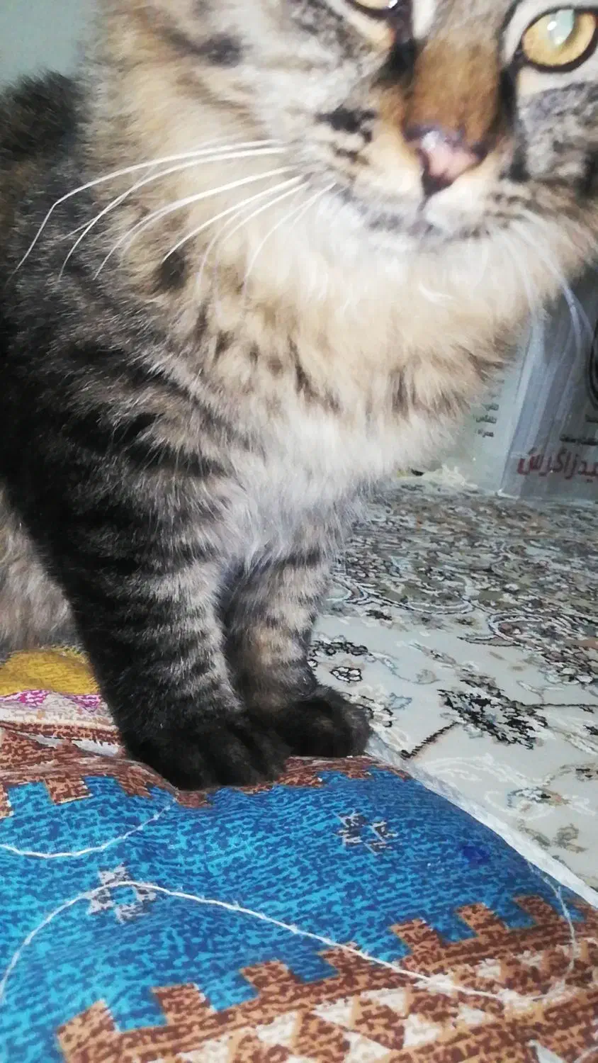 واگذاری گربه|گربه|صدرا-فارس, فاز ۱|دیوار