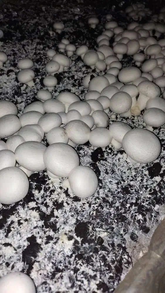 شراکتی|خدمات پیشه و مهارت|زنجان, |دیوار