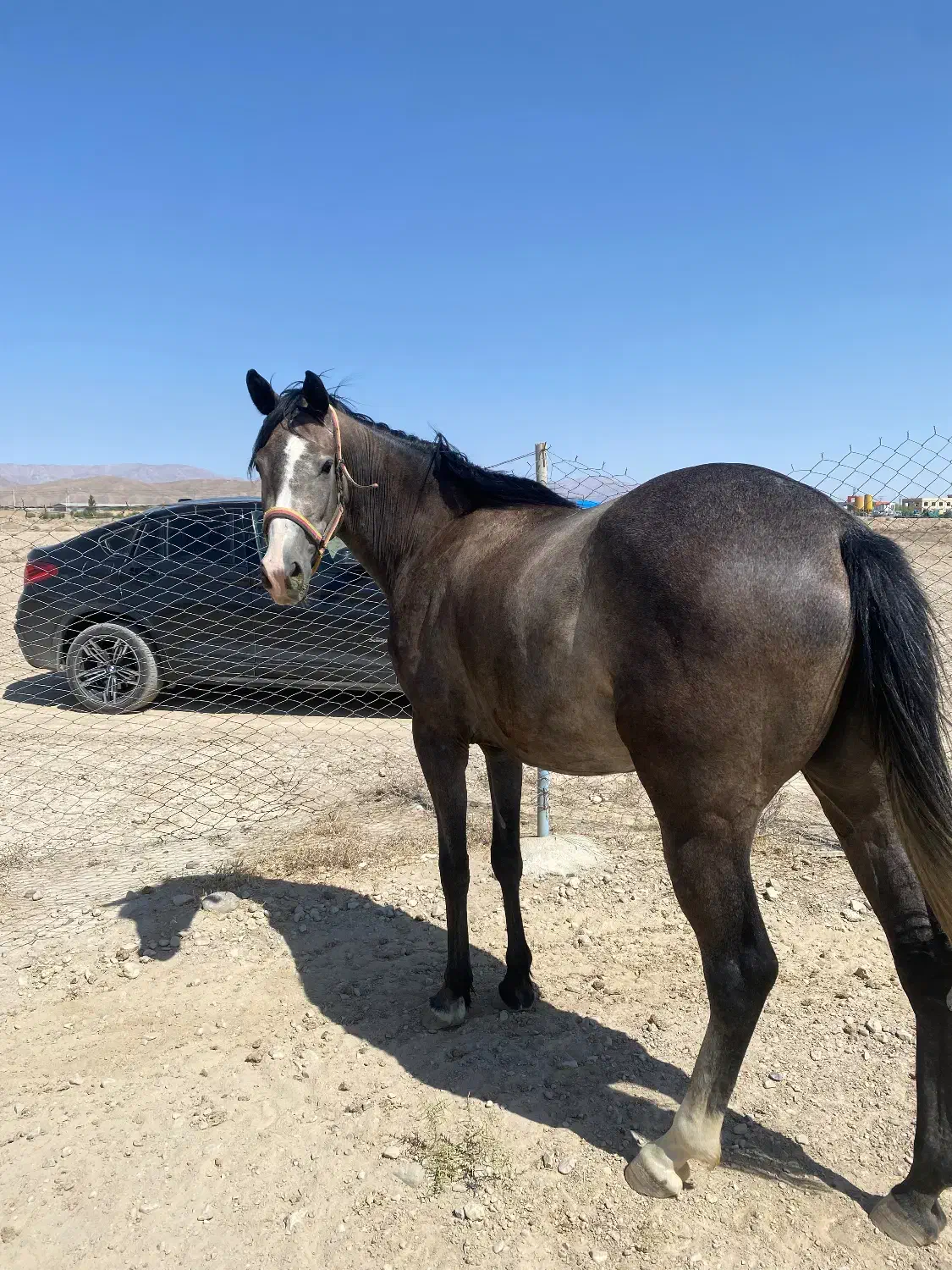 فروس دو راس اسب|اسب و تجهیزات اسب‌سواری|تهران, آرژانتین|دیوار