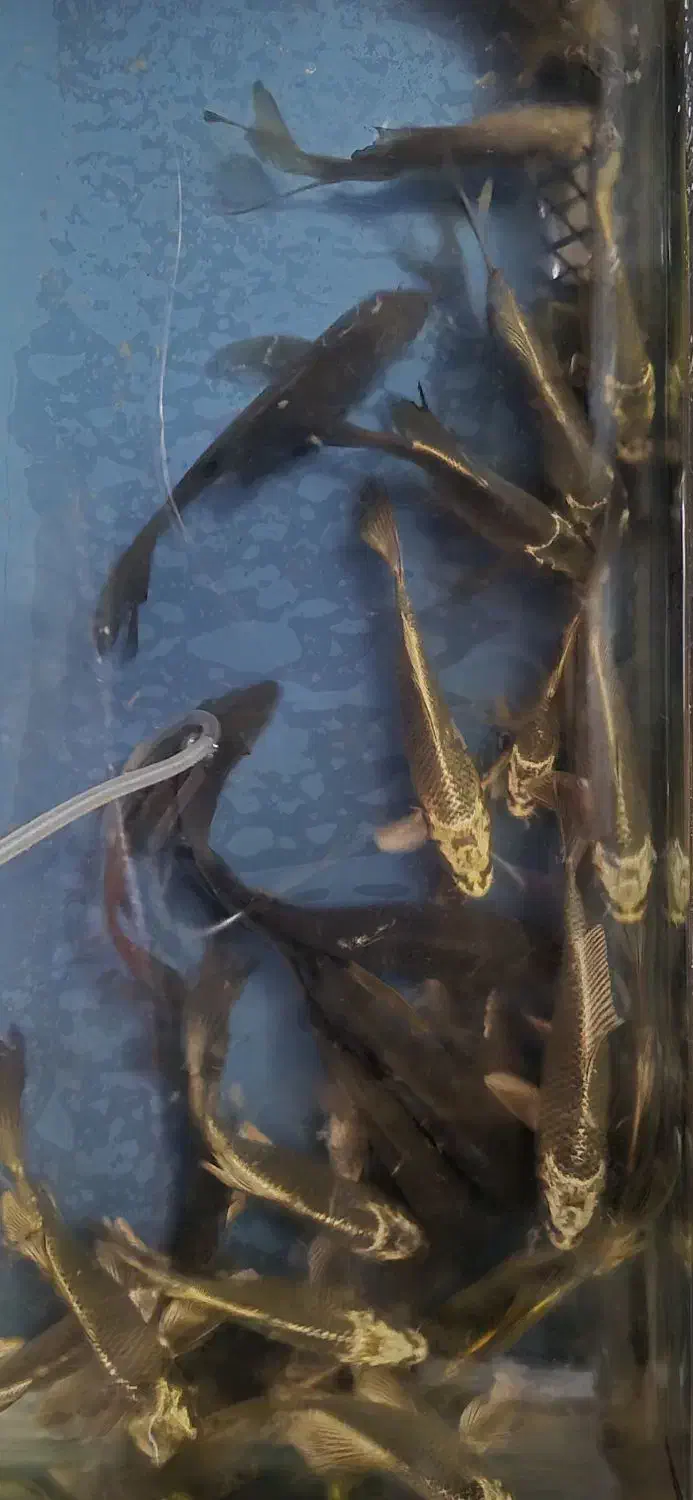 ماهی کوی سوپرباله|ماهی|قم, دروازه کاشان|دیوار