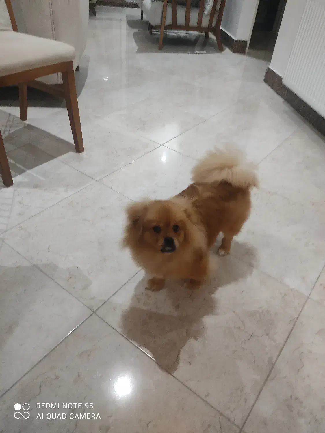 سگ پامرین آپارتمانی|سگ|سلمان‌شهر, |دیوار