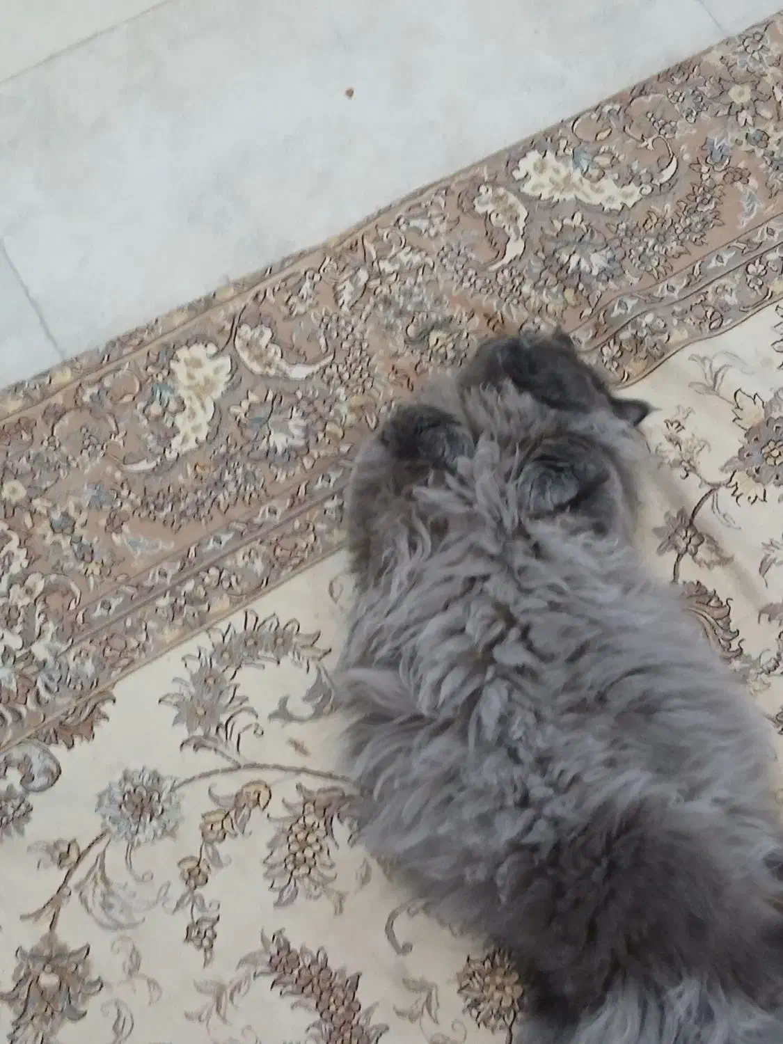 جفت گیری گربه|گربه|تهران, فدک|دیوار