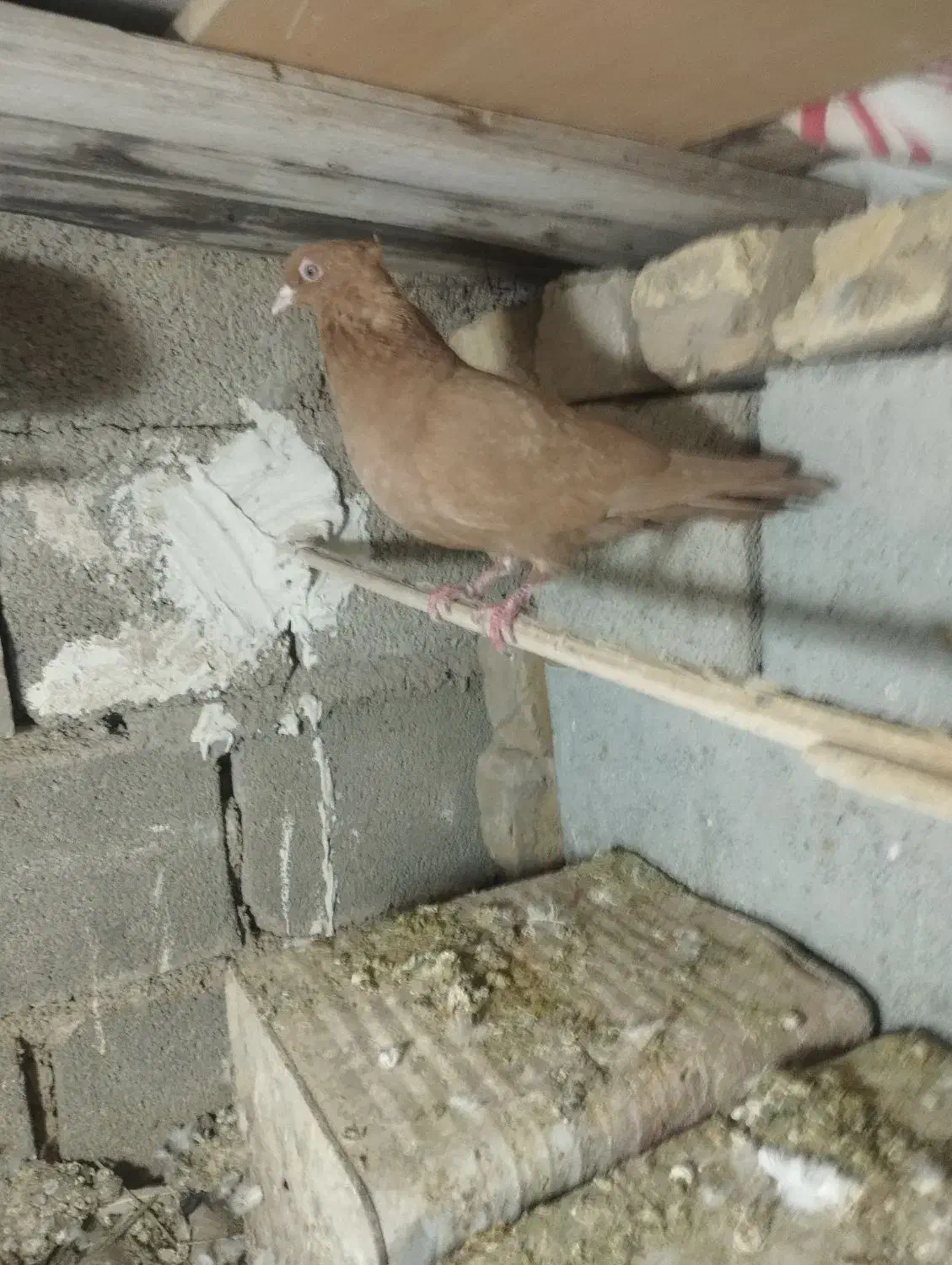 زرد|پرنده|کوه چنار, |دیوار