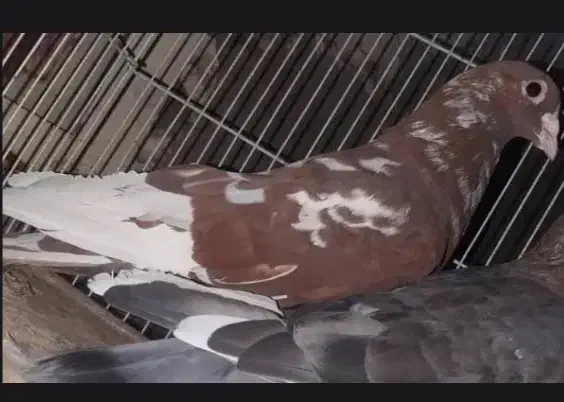 نر و ماده|پرنده|سراوان, |دیوار