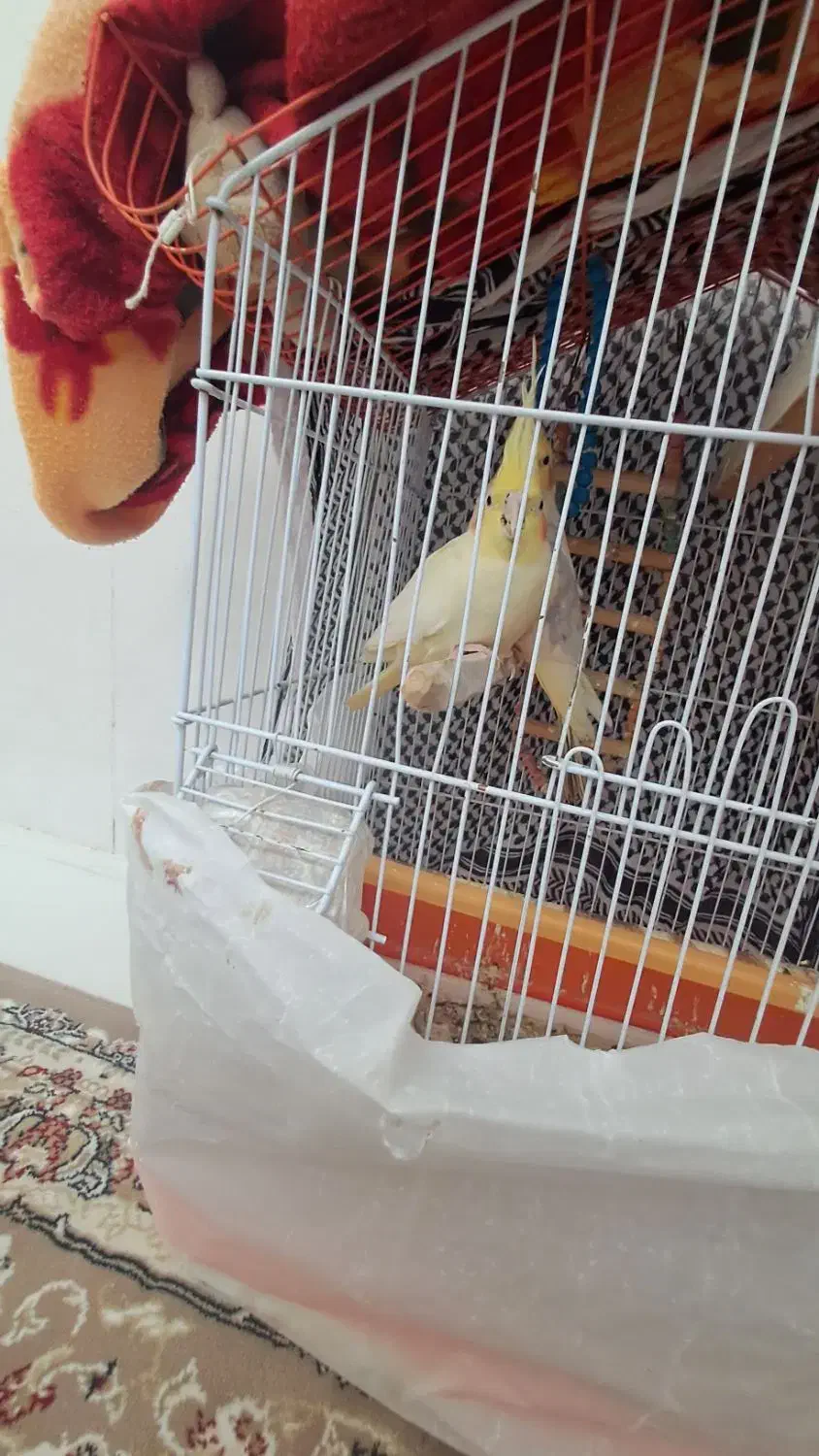 عروس هلندی|پرنده|خاو و میرآباد, |دیوار