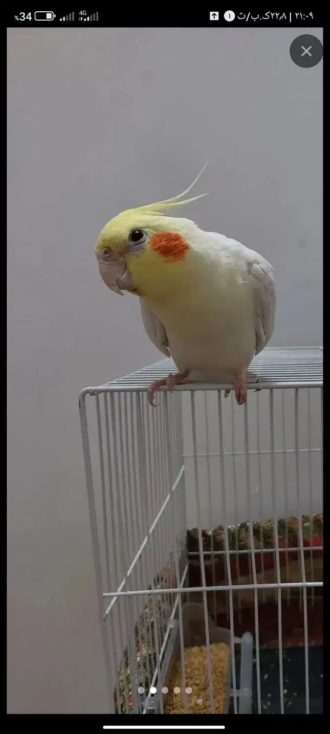 عروس هلندی ماده|پرنده|بیرجند, |دیوار