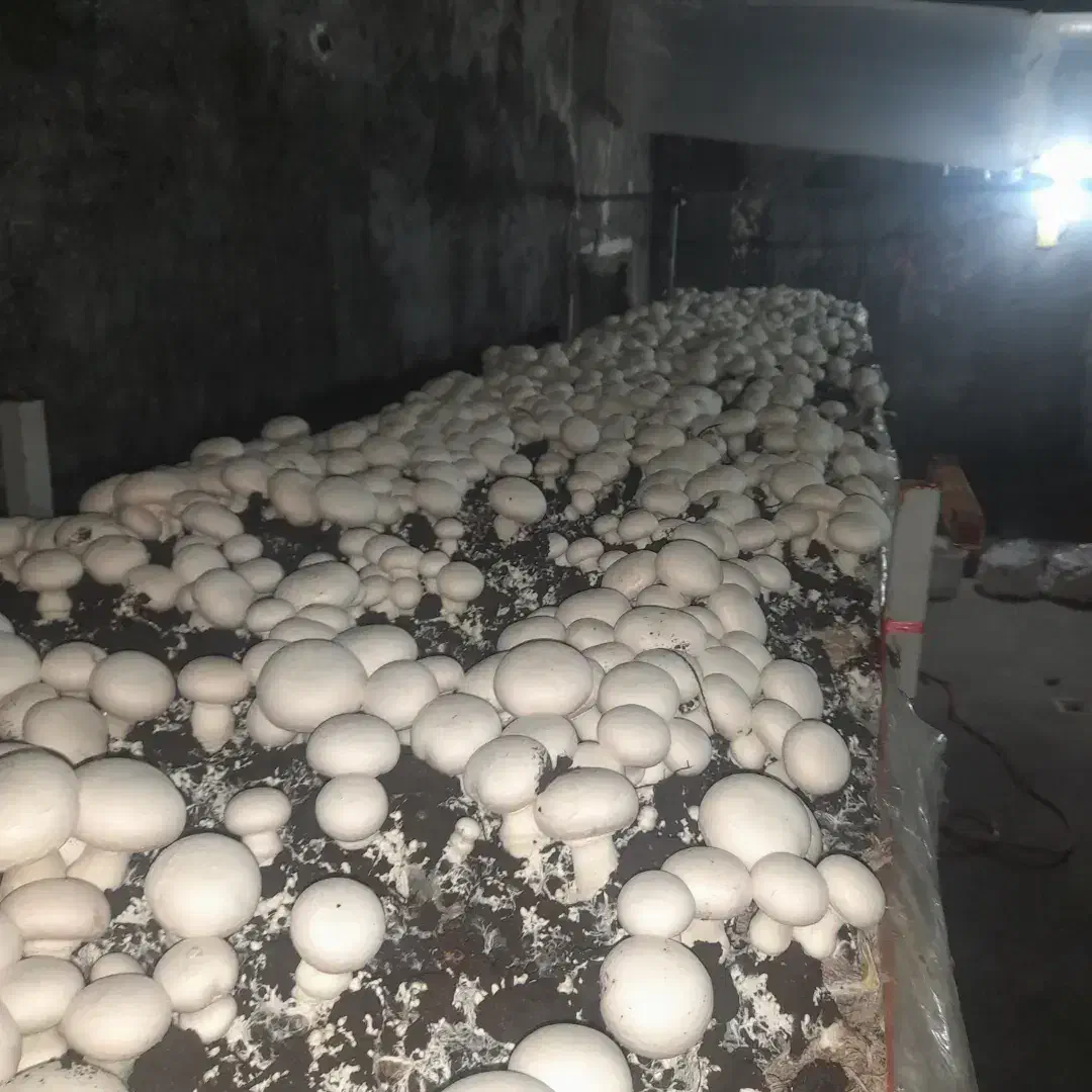 اجاره یک واحد مسکونی دربست به همراه یک واحد تولیدی|فروش زمین و ملک کلنگی|خمین, |دیوار