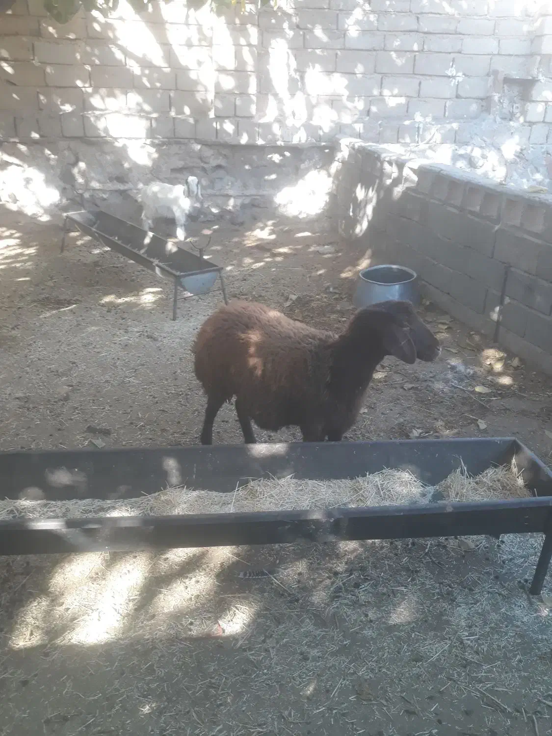 بره افشاری ماده عالی درجه یک|حیوانات مزرعه|صحنه, |دیوار