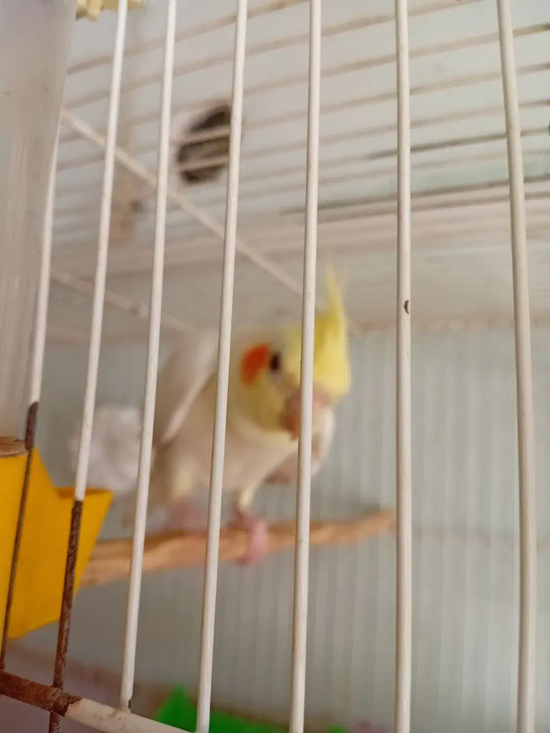 عروس هلندی|پرنده|مشهد, کوی المهدی|دیوار