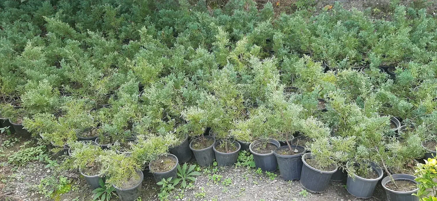 کاج رونده زیبا|گل و گیاه طبیعی|رامسر, |دیوار