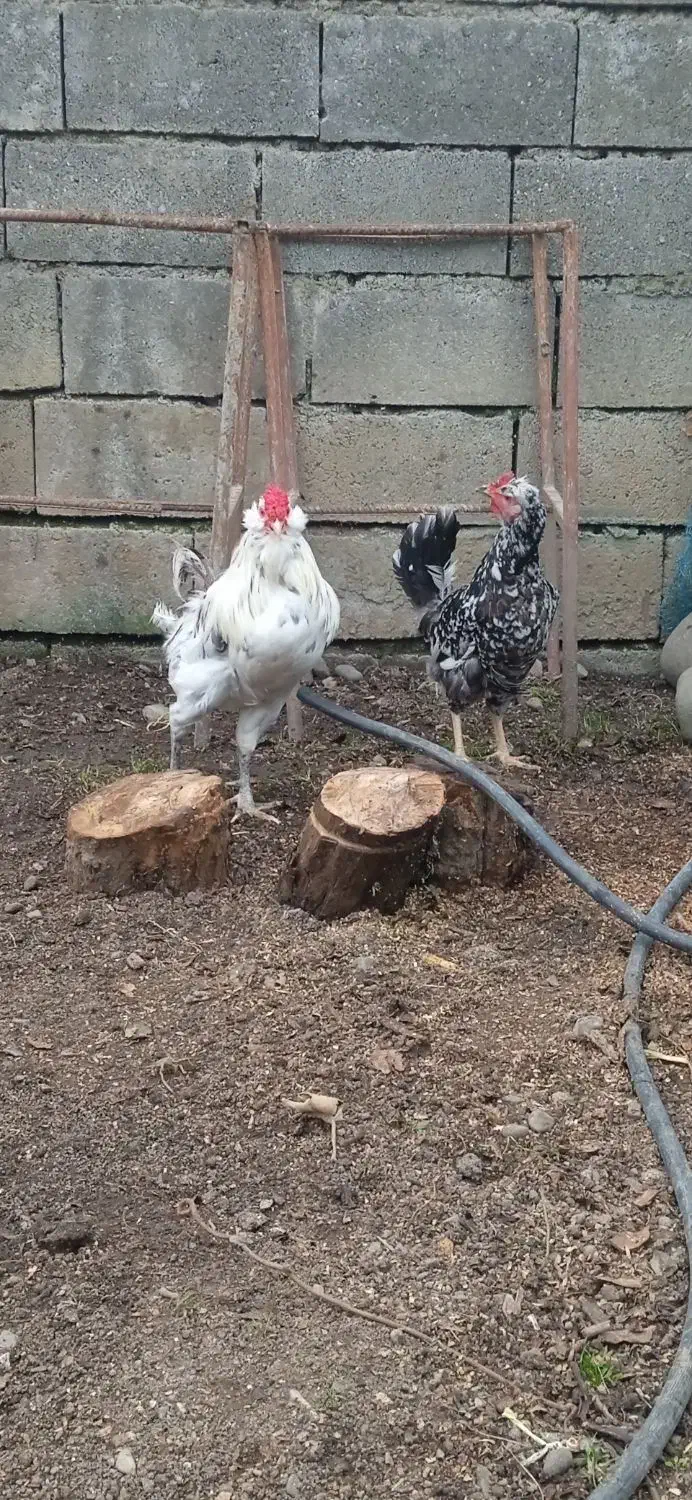 مرغ و خروس گلین،خروس گردن لخت مشکی|حیوانات مزرعه|تالش, هشتپر|دیوار