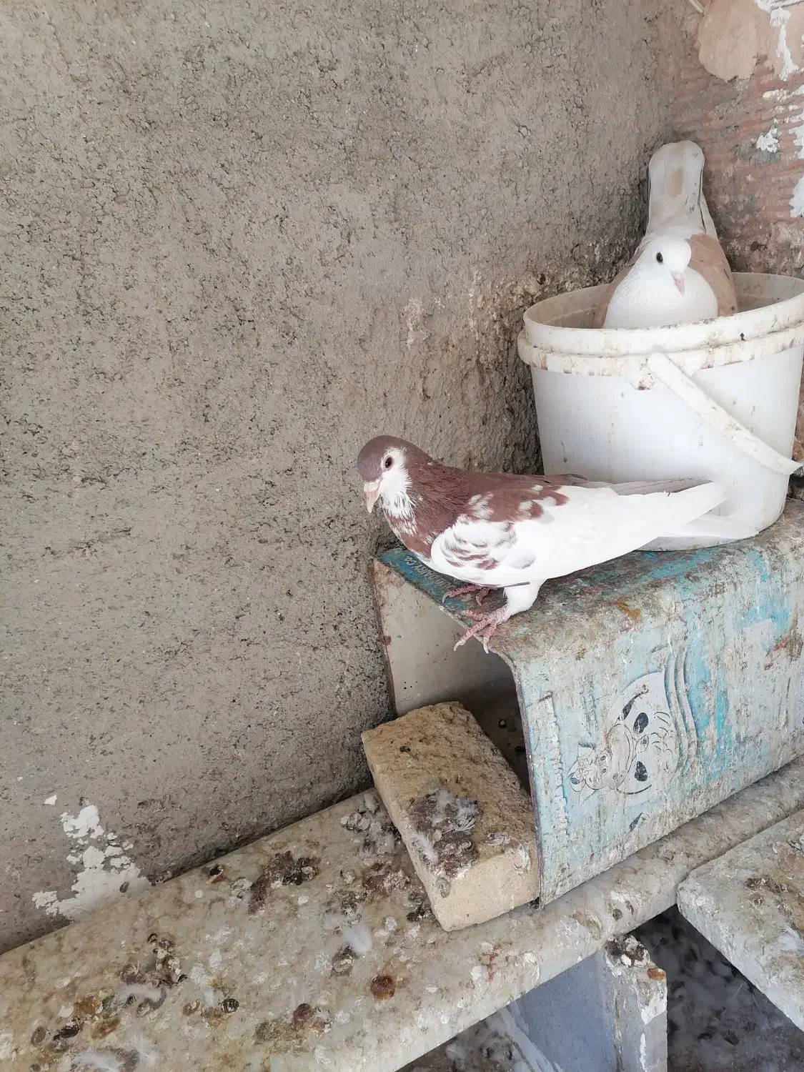 کبوترها همه سالم به شرط تخم و جوجه|پرنده|سبزوار, شهرک جهاد|دیوار