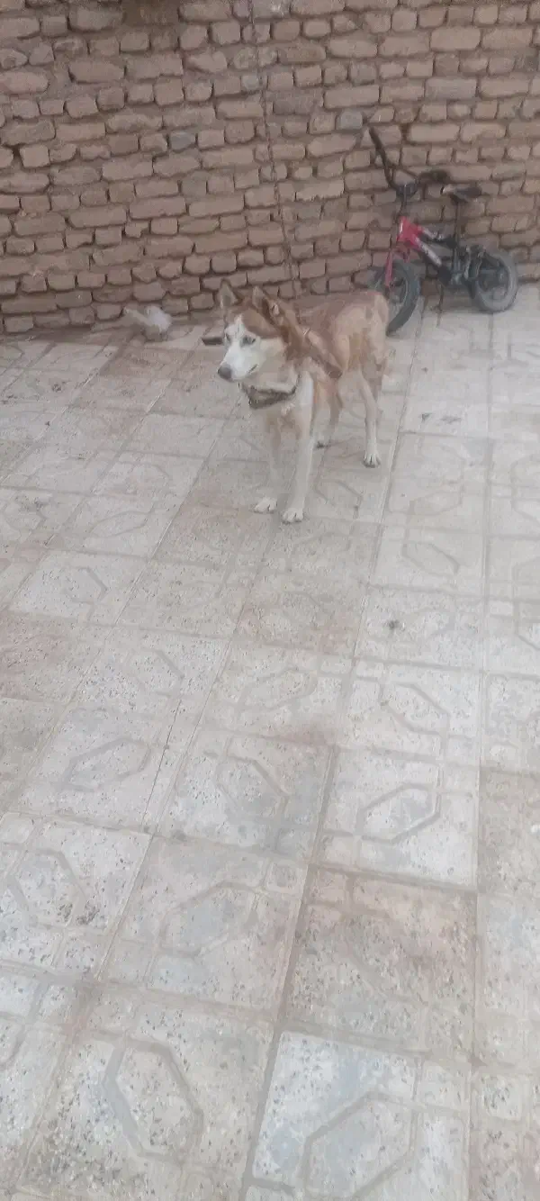 هاسکی زرد چشم یخی|سگ|مشهد, کلاکوب|دیوار