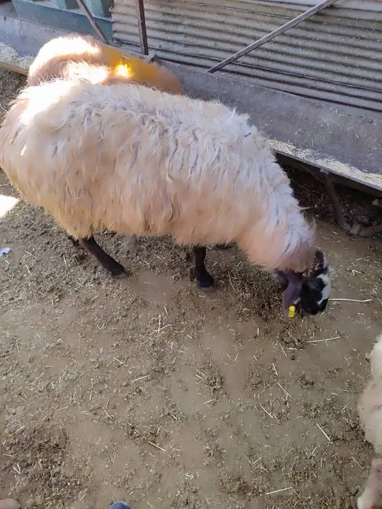 فروش گوسفند زنده با خدمات کامل و رایگان|حیوانات مزرعه|تهران, آذری|دیوار