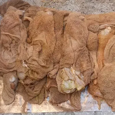 گوسفند|حیوانات مزرعه|دورود, |دیوار