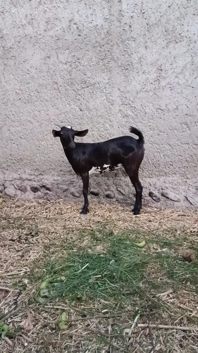 جفت نر و ماده بنگالوک|حیوانات مزرعه|چابهار, |دیوار