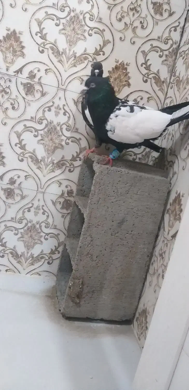 جفت نرو ماده سینه سیاه|پرنده|دزفول, |دیوار